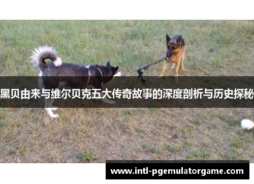 黑贝由来与维尔贝克五大传奇故事的深度剖析与历史探秘